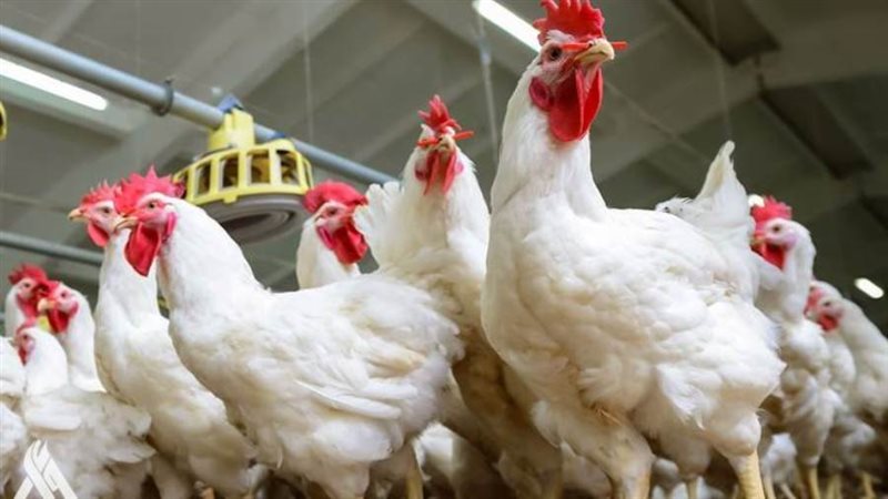 انفلونزا الطيور