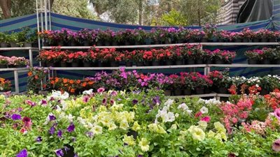 فى معرض الزهور بالجيزة.. الألوان ترسم لوحة إبهار من الطبيعة وأشجار زيتون عمرها 50سنة