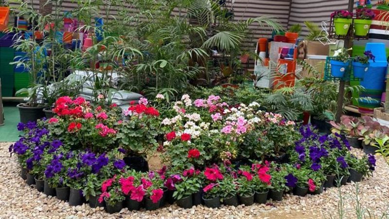 زهور من معرض زهور