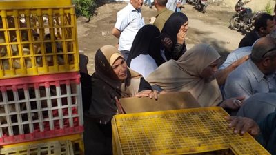 توزيع ٥٤ ألفًا و٧٨٠ طائرًا بمشروع تربية البط بقرى البحيرة