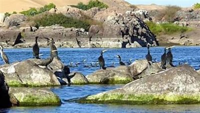 بعد تعرضها لحريق ضخم.. 15 معلومة عن محمية 