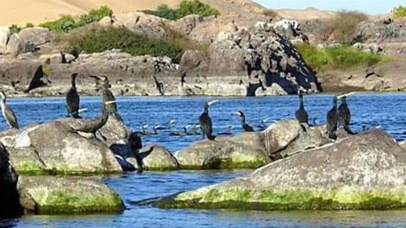 محمية سالوجا وغزال