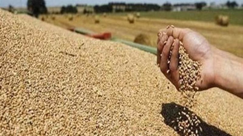 مخزون القمح