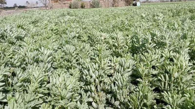 محصول الفول البلدي