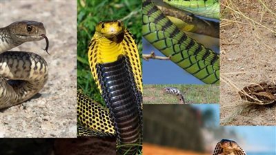 بالصور.. أخطر الأفاعي سمية في العالم 