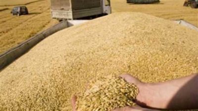 بدء موسم توريد القمح المحلي اعتبارًا من أول إبريل وحتى نهاية أغسطس 2022