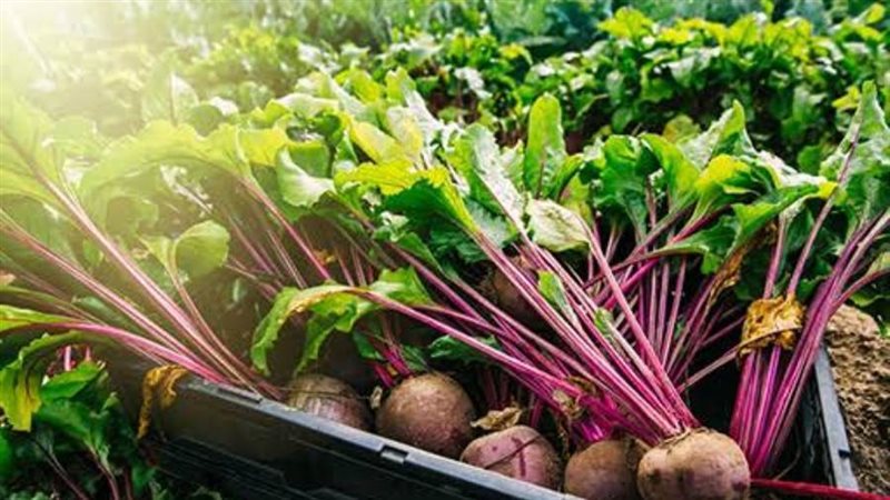 محصول البنجر بالمنيا