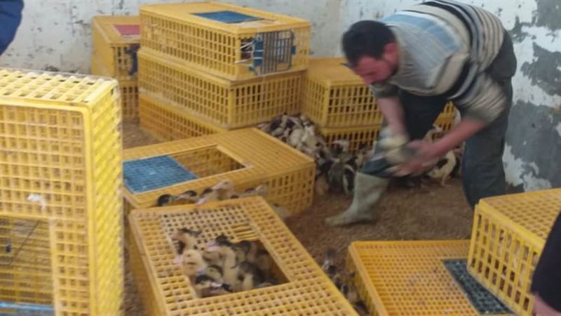 توزيع الطيور ضمن