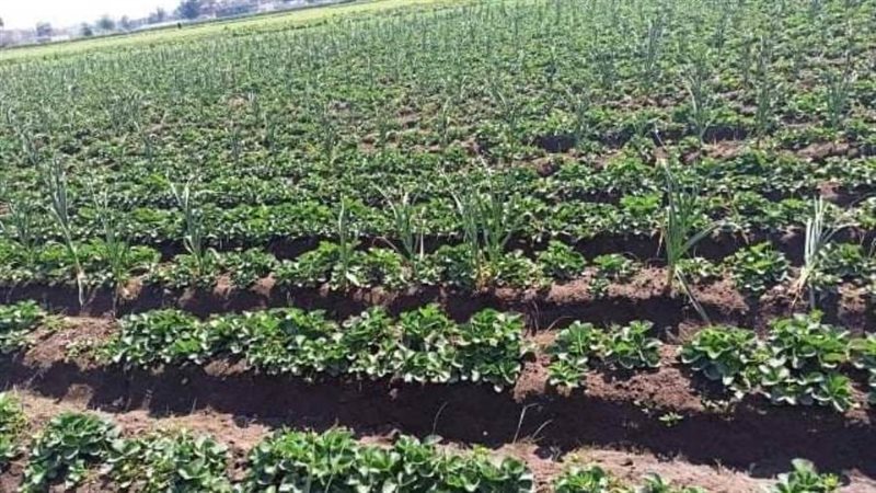 محصول الفراولة