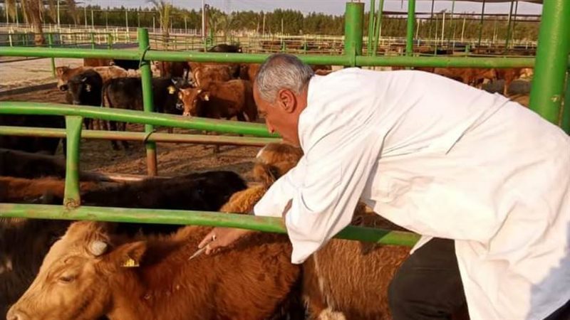 تحصين المواشى بالبحيرة