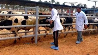 تحصين 88 ألفًا و760 رأس ماشية ضد الحمى القلاعية والوادي المتصدع بالشرقية