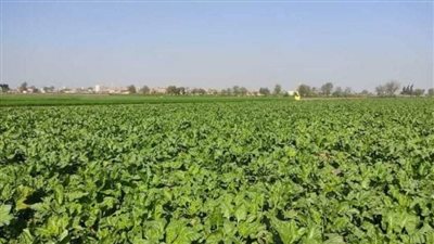 زراعة الشرقية تنفذ مدرسة حقلية عن زراعة محصول البنجر 