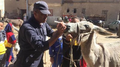 محافظ أسيوط: استمرار تنفيذ الحملة القومية للقوافل البيطرية العلاجية والإرشادية بالقرى