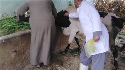 تحصين ٢٦١ ألف رأس ماشية ضد الحمى القلاعية والوادي المتصدع بالبحيرة