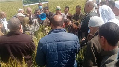 من داخل حقول القمح.. ختام مشروع تعزيز الأمن الغذائي بالبحيرة