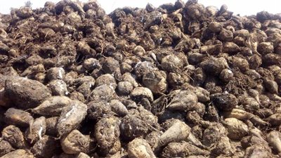 انطلاق موسم جمع محصول بنجر السكر بالفيوم