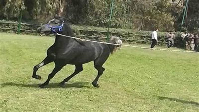 10 معلومات عن مشروع مدينة 