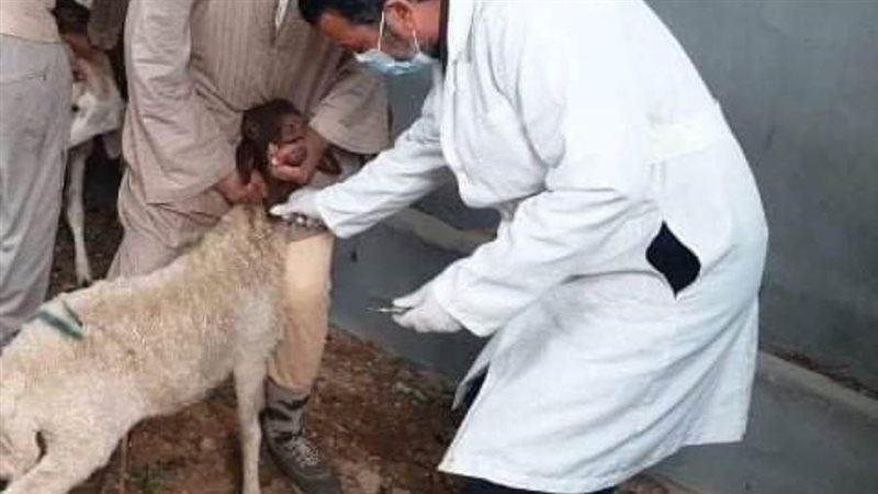 تحصين الأغنام