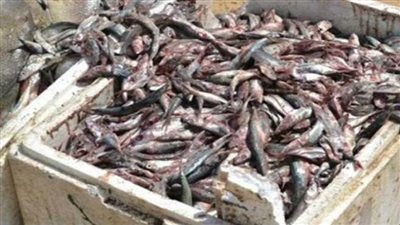 ضبط 2.5 طن أسماك غير صالح للاستهلاك الآدمي بحملة تموينية بالقليوبية 