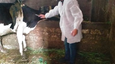 تحصين ٣٩٧ ألف رأس ماشية بالحملة القومية للتحصين ضد الحمى القلاعية بالبحيرة