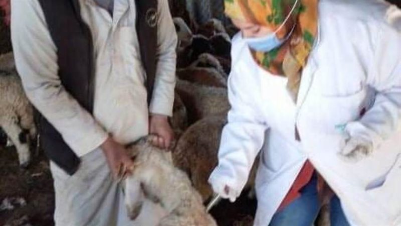 تحصين الماشية