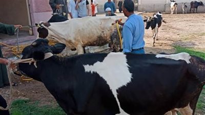 علاج ٨٢٩٨ رأس ماشية وتحصين ١٠١٦٣ ضد الحمى القلاعية بالبحيرة