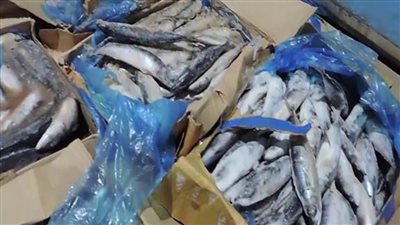 ضبط مخزنين لحفظ السلع وثلاجة أسماك فاسدة بالقليوبية 