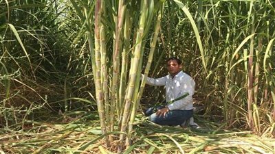    التموين: توريد 6ر6 مليون طن قصب سكر حتى الآن