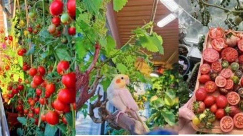 زراعات في الشرفات