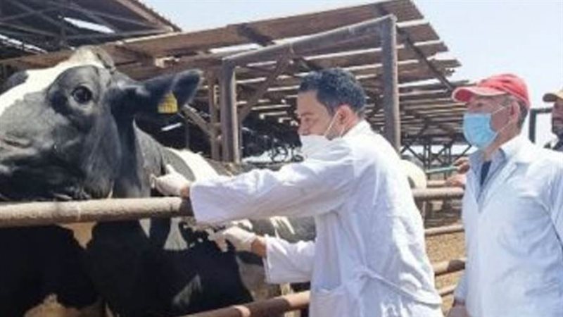 فحص الماشية