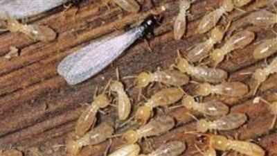 وحدة الحشرات الاقتصادية للمكافحة بكلية الزراعة تقدم روشتة للوقاية من النمل الأبيض بالإسكندرية