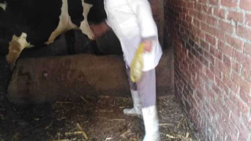 تحصين وتسجيل الماشية