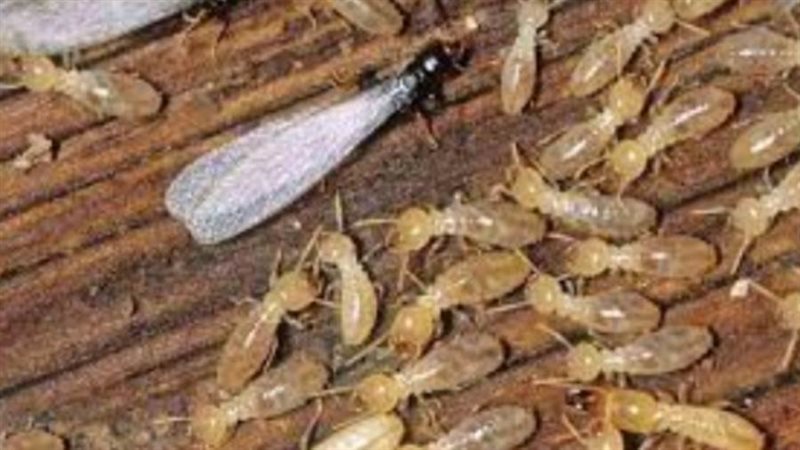 النمل إلابيض