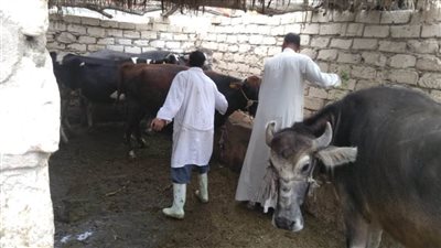 محافظة الإسكندرية : تحصين 107 آلاف رأس ماشية خلال الحملة القومية الأولى 