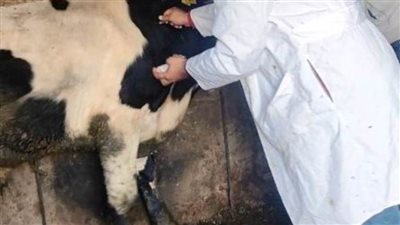 بيطري الشرقية يُحصن 413 ألف رأس ماشية للوقاية من الحمي القلاعية والوادي المتصدع 