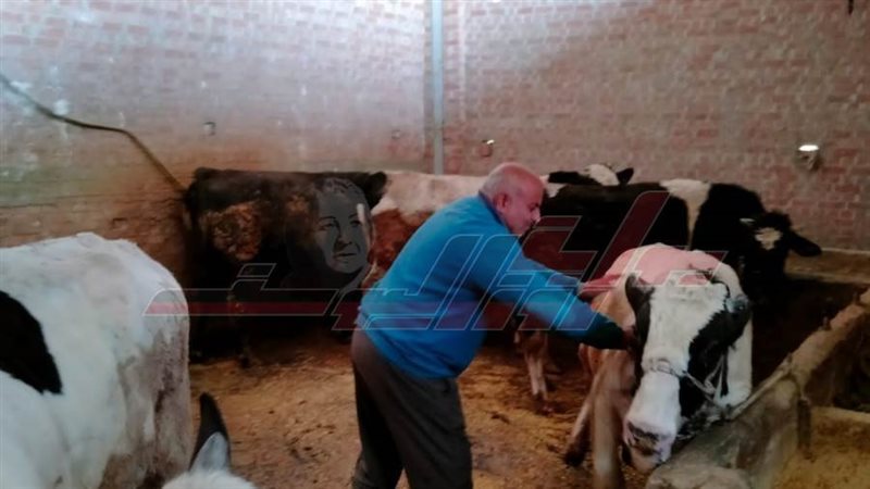 تحصين المواشي