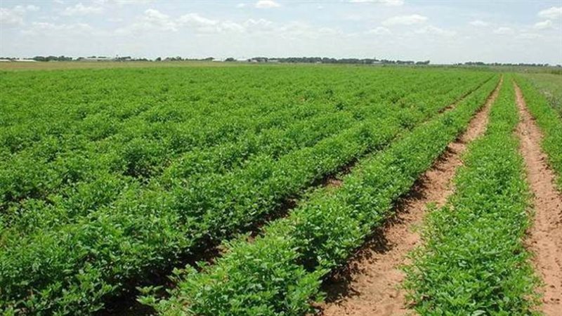 شركة تنمية الريف