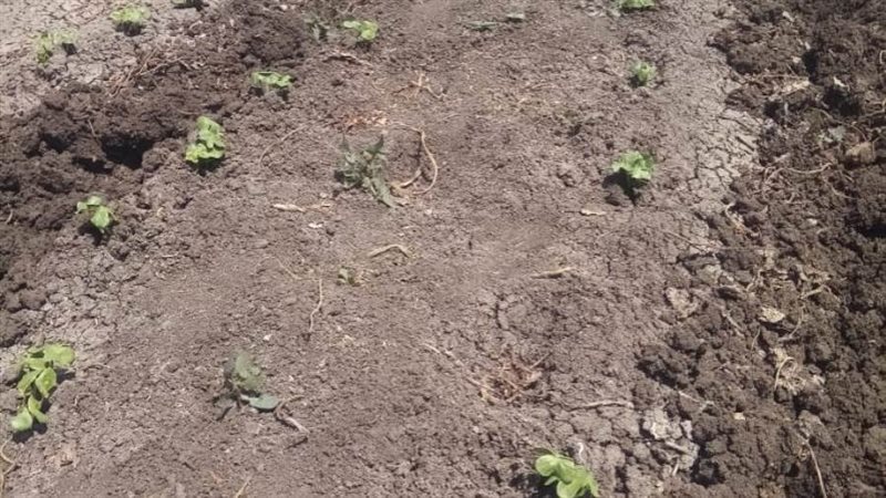 بدء زراعة الذهب الابيض