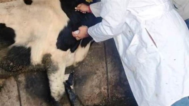 تحصين الماشية