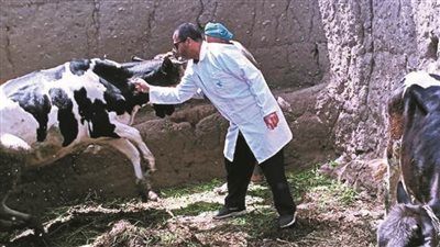 بيطري المنوفية: تحصين ما يزيد على 347 ألف رأس ماشية ضد الأمراض الوبائية