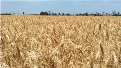 حصاد 23 ألفا و620 فدانا من الذهب الأصفر وتوريد 3740 طنا بالوادي الجديد