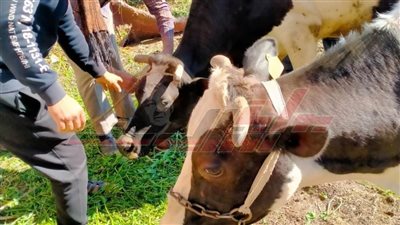 تحصين 219 ألف رأس ماشية ضد الوادي المتصدع والحمى القلاعية بكفر الشيخ