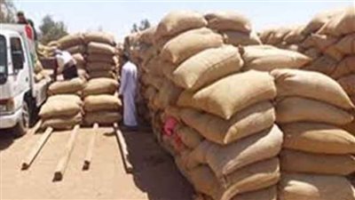 محافظ قنا يطلق إشارة بدء حصاد موسم القمح من المراشدة