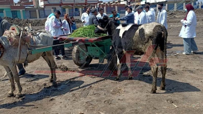 تحصين المواشي