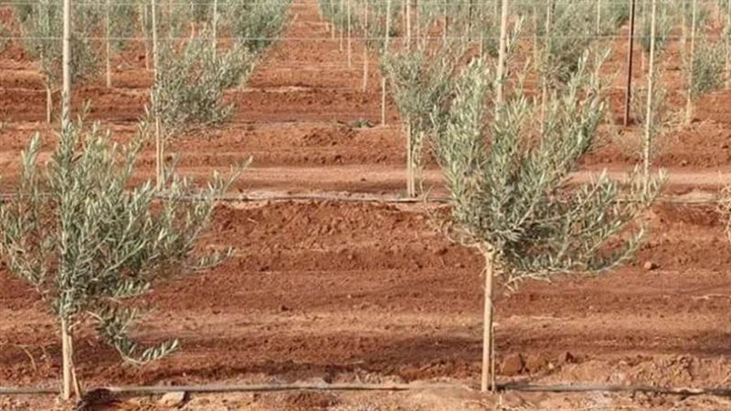 صورة أرشفيه