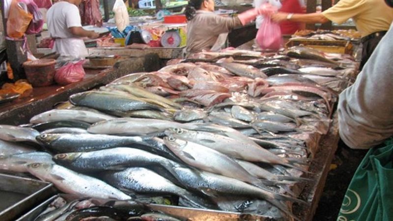 الاسماك _ارشيف