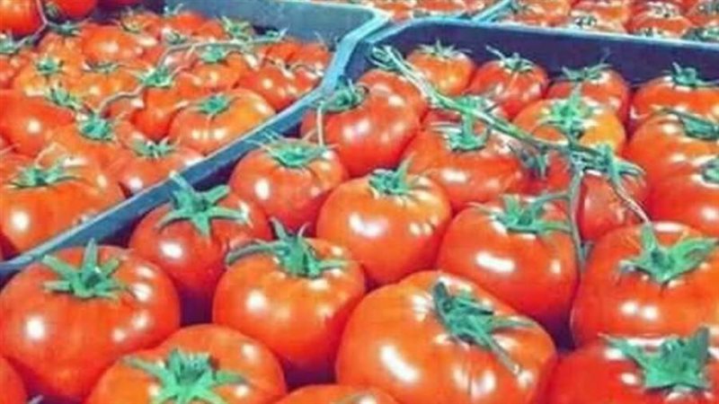 طرح الطماطم في منافذ