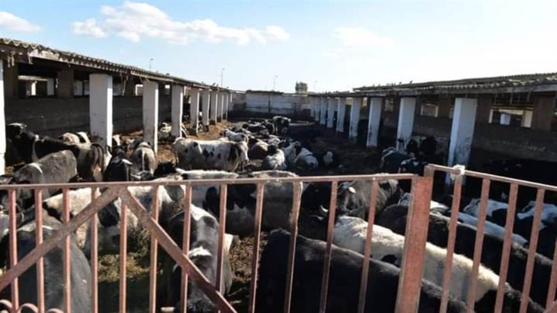 جهود الطب البيطرى...