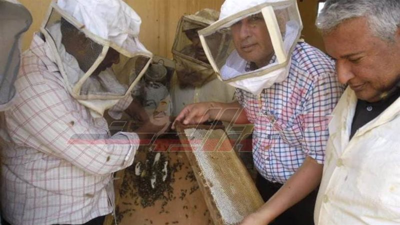 إنتاج عسل النحل