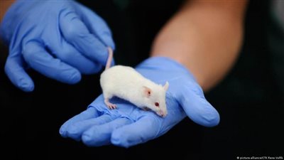 العلماء يتمكنون من القضاء على سرطان الكبد لدى الفئران باستخدام تقنية واعدة!